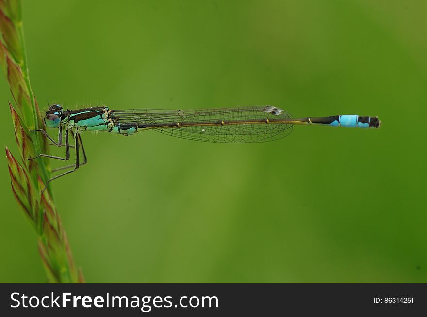 Macro Photography Of Blue And Brown Dragonfly