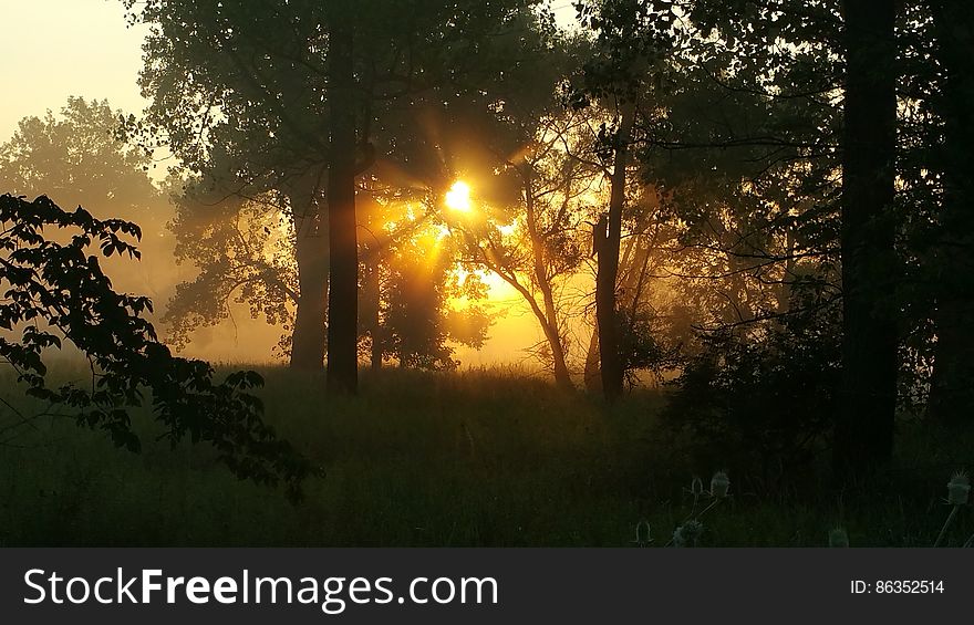 Sunset through trees in foggy forest landscape. Sunset through trees in foggy forest landscape.