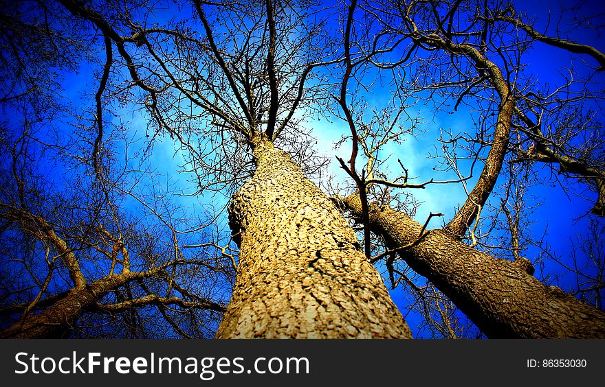 A low angle view of trees without leaves. A low angle view of trees without leaves.