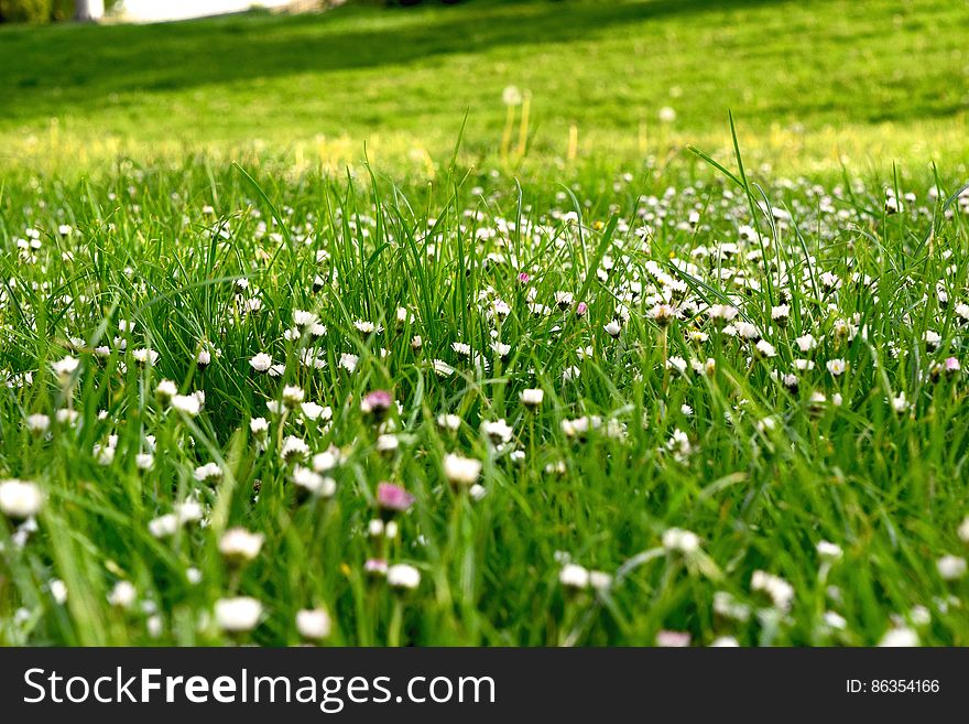 A green meadow with wild flowers and grass.