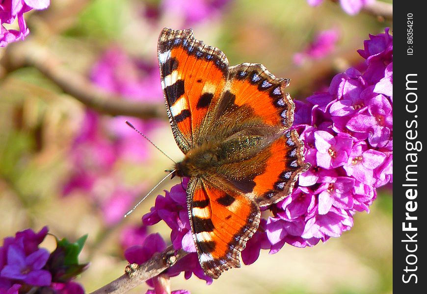 Orange White And Brown Butterfly On Pink Petal Flower