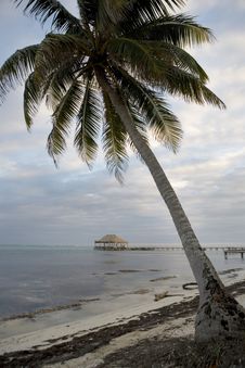 Lone Palm And Pier On The Beach Stock Images Lone Palm And Pier On The Beach Stock Images