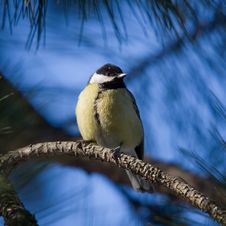 Yellow Tit On Blue Background Stock Images