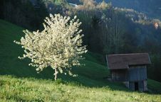 Cherry Tree And Hay Barn In Spring Stock Images Cherry Tree And Hay Barn In Spring Stock Images