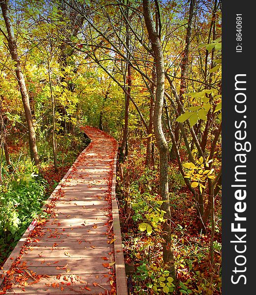 Wooden path in the autumn