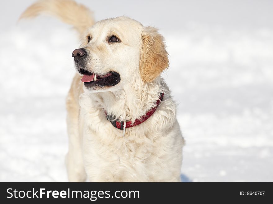 Golden Retriever in the park