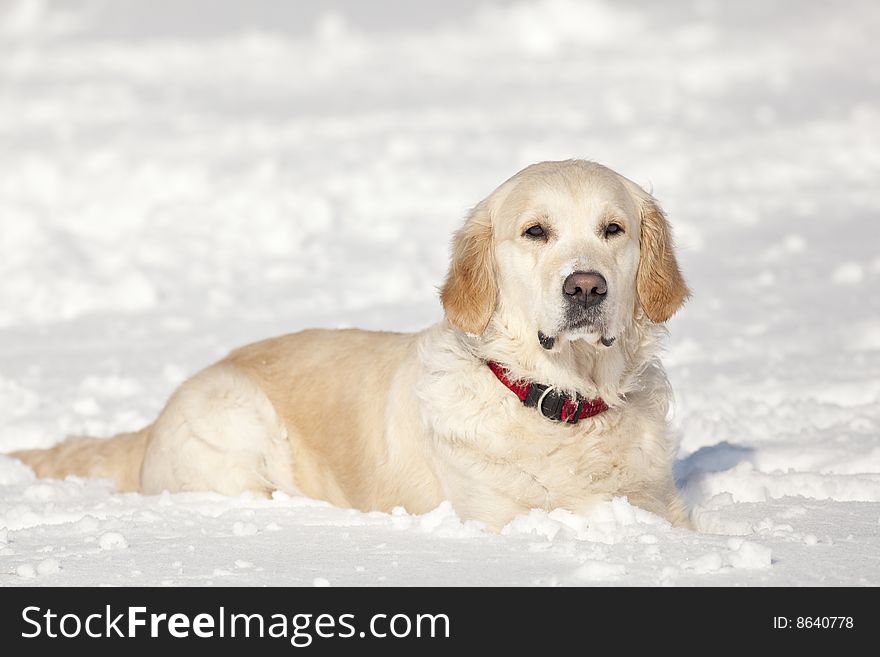 Golden Retriever laying in the snow