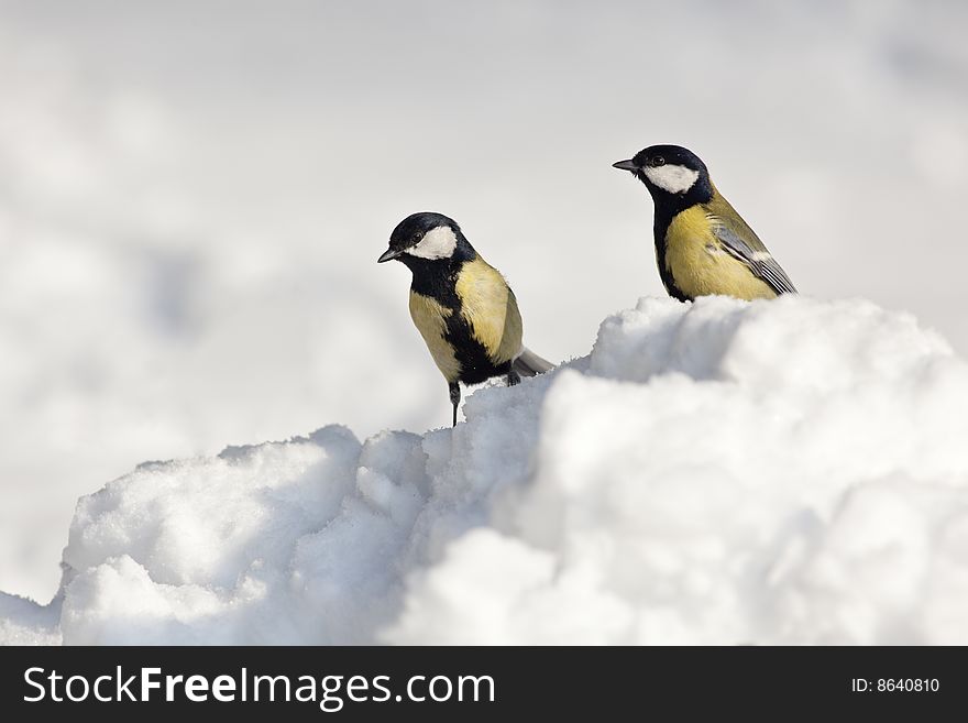 Two titmice on the snow