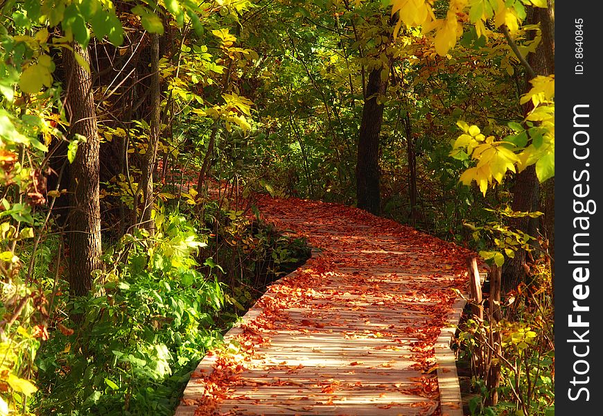 Wooden path in the autumn