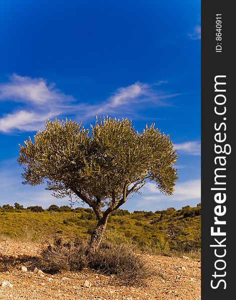 Field of olive trees in Spain. Guadalajara province. Field of olive trees in Spain. Guadalajara province