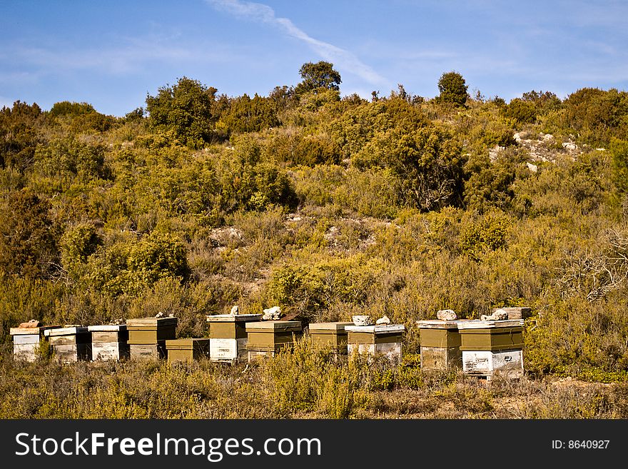 beehives in a clearing of a mountain, for honey production
