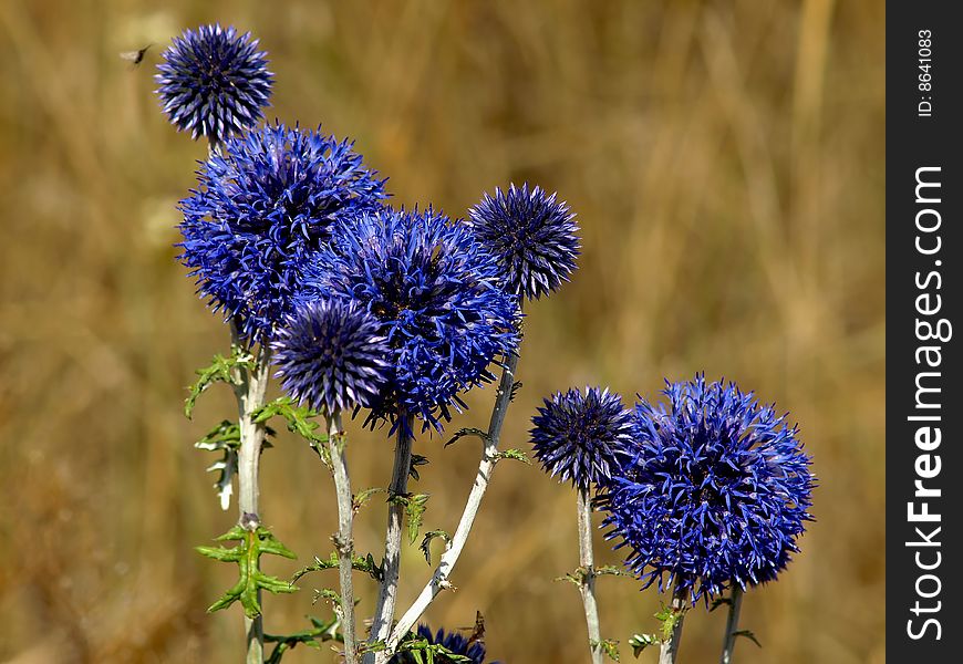 Purple desert flower in the national park Deliblato,Serbia