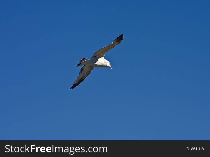 A seagull in flight against a blue sky. A seagull in flight against a blue sky