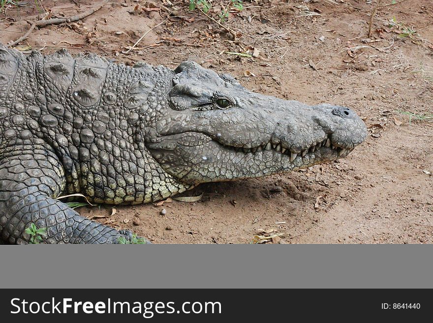 Crocodile resting at farm in sanctuary.