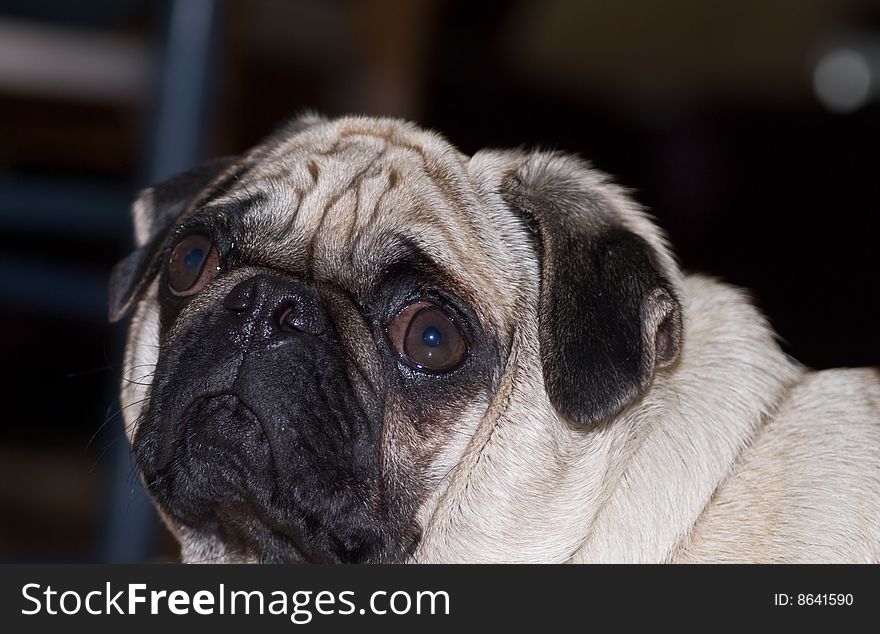 Wrinkled dog looking into camera with ears down