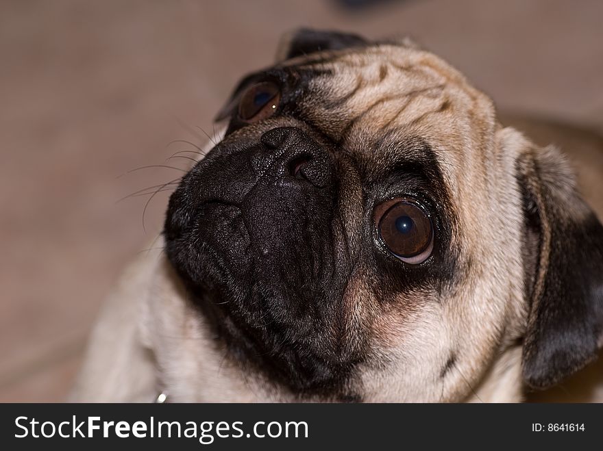 Wrinkled dog with eyes open looking up. Wrinkled dog with eyes open looking up