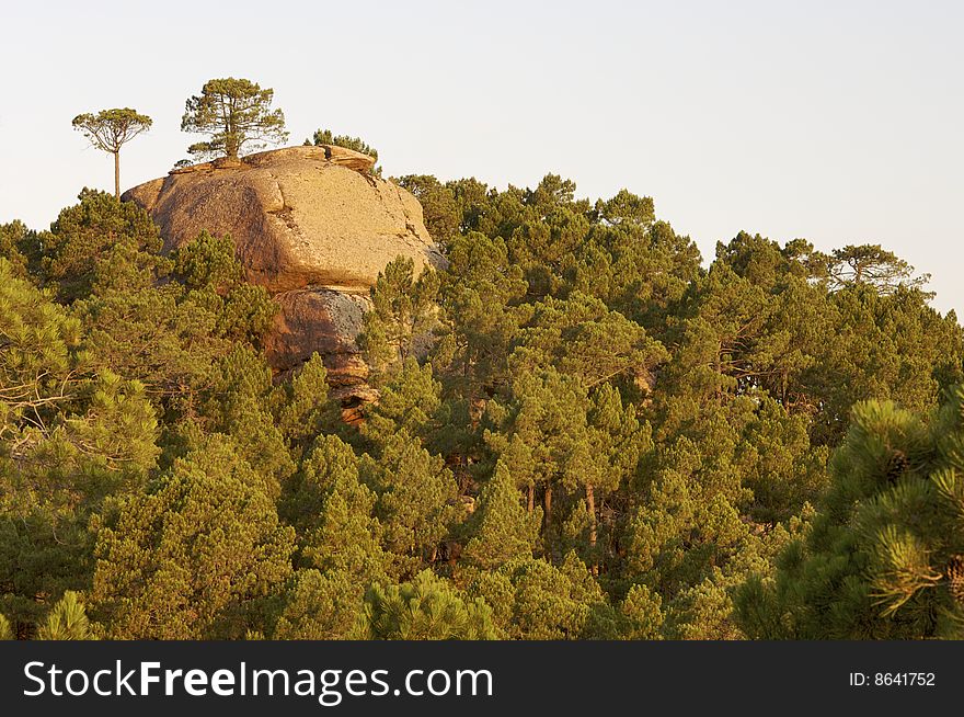 Pine grove with rocks at sunset