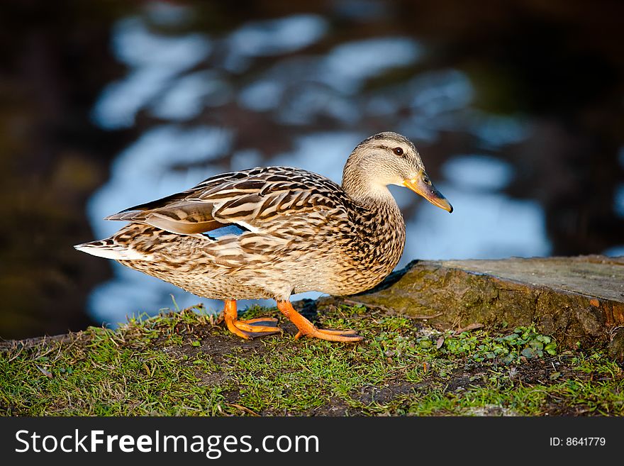 Cute duck in the pond. Cute duck in the pond