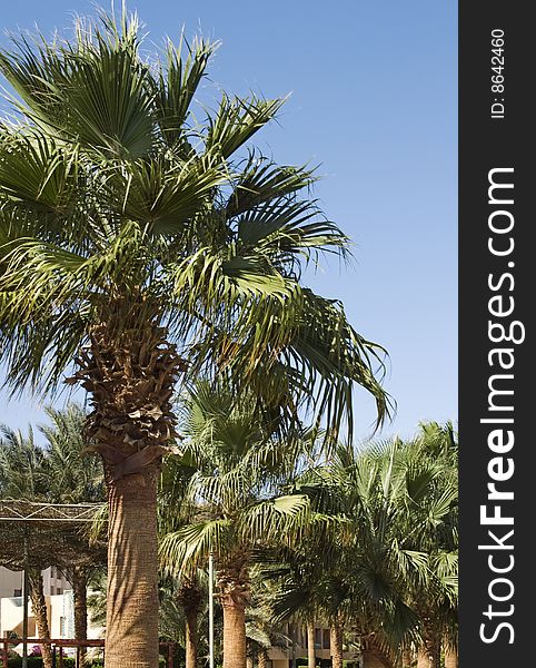 Evergreen palms in hotel's garden in midday sun