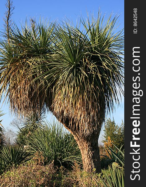 Yucca tree in park of Adler. Russia.