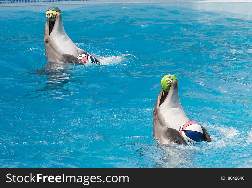 Two dolphins plays with ball