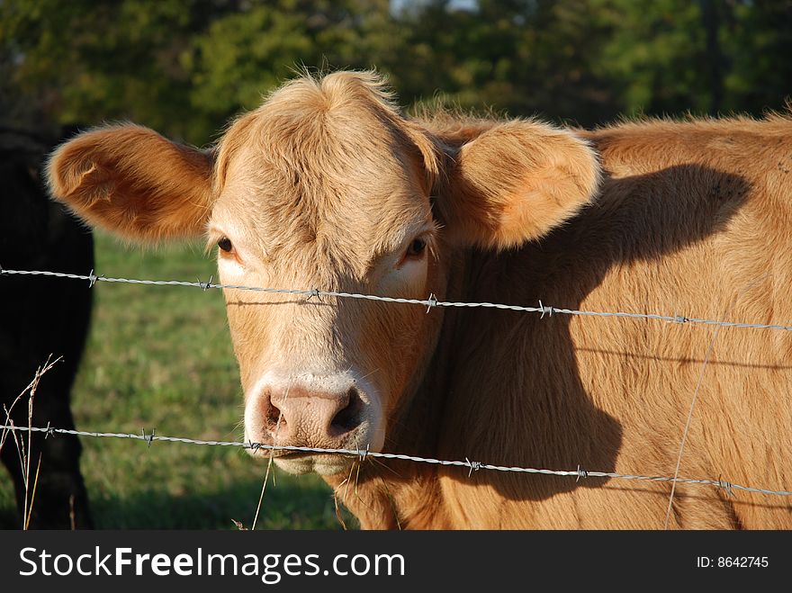 Sad cow in a green field in Arkansas