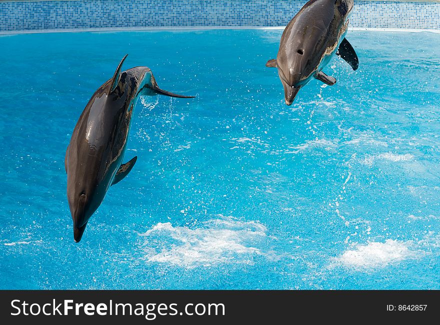 A pair of dolphins jumping. A pair of dolphins jumping