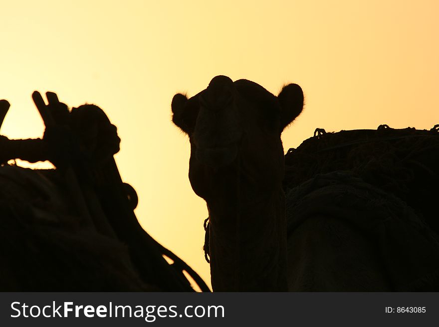Camel In The Sunset
