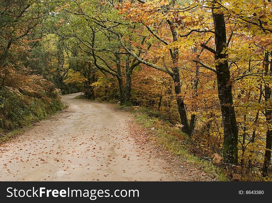 Mountain road with autumn colors on nature