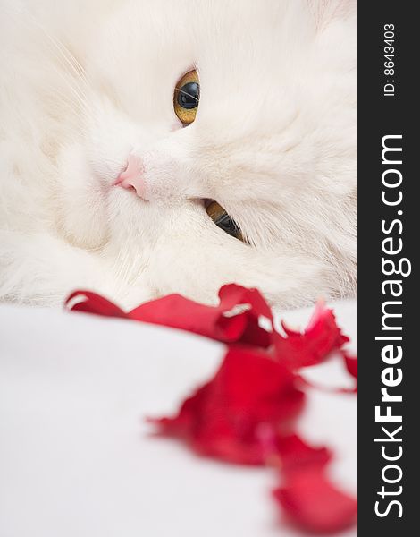 The beautiful cat lies  on a white background in petals of roses. The beautiful cat lies  on a white background in petals of roses