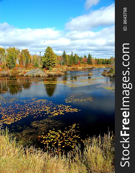 Pond with water lillies in the fall in Ontario