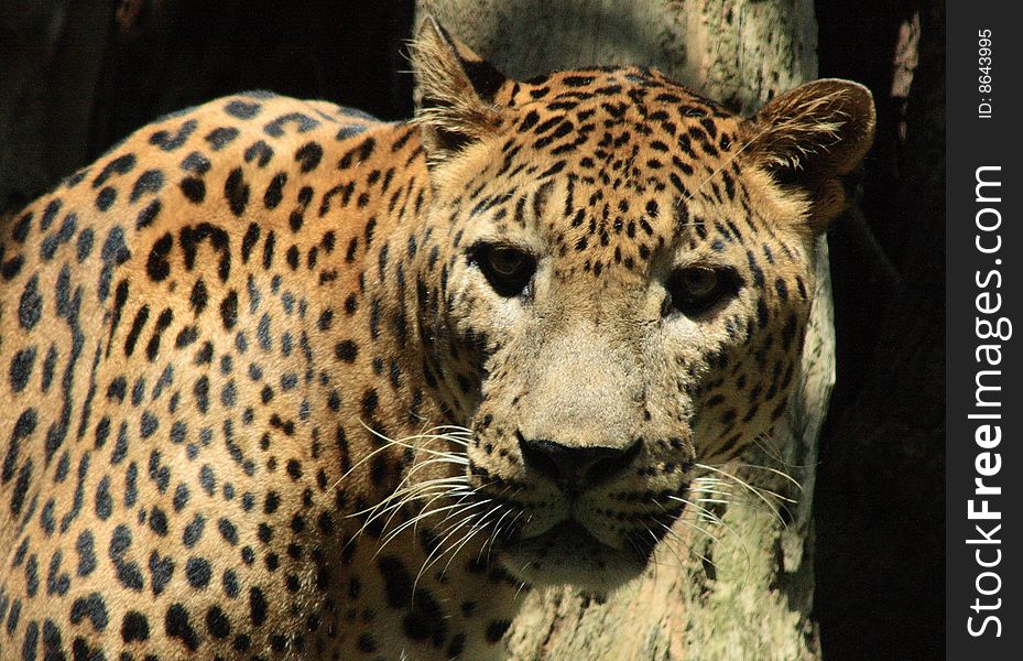 A close view to a leopard. A close view to a leopard