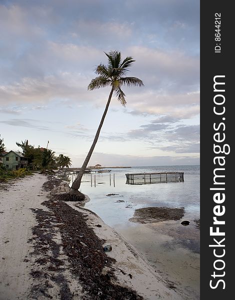 A single palm tree on the beach with a sunset in progress on Ambergris Caye in Belize. A single palm tree on the beach with a sunset in progress on Ambergris Caye in Belize.