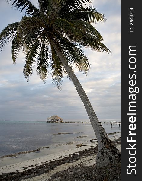 A single palm tree and a pier and hut on the beach with a sunset in progress on Ambergris Caye in Belize. A single palm tree and a pier and hut on the beach with a sunset in progress on Ambergris Caye in Belize.