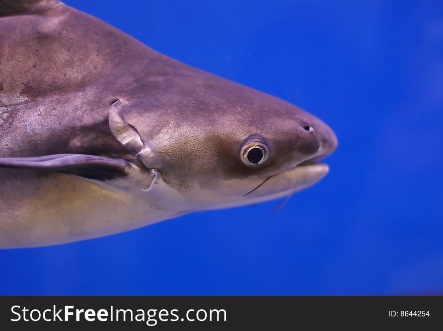 Fish in aquarium on blue background. Fish in aquarium on blue background