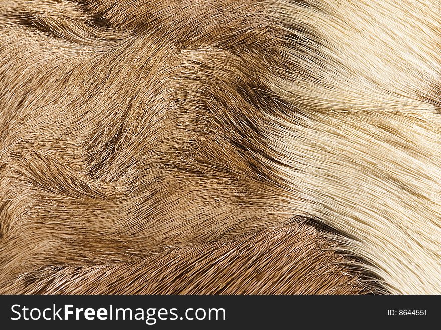 Abstract patterns in a closeup view of springbok animal fur. Abstract patterns in a closeup view of springbok animal fur