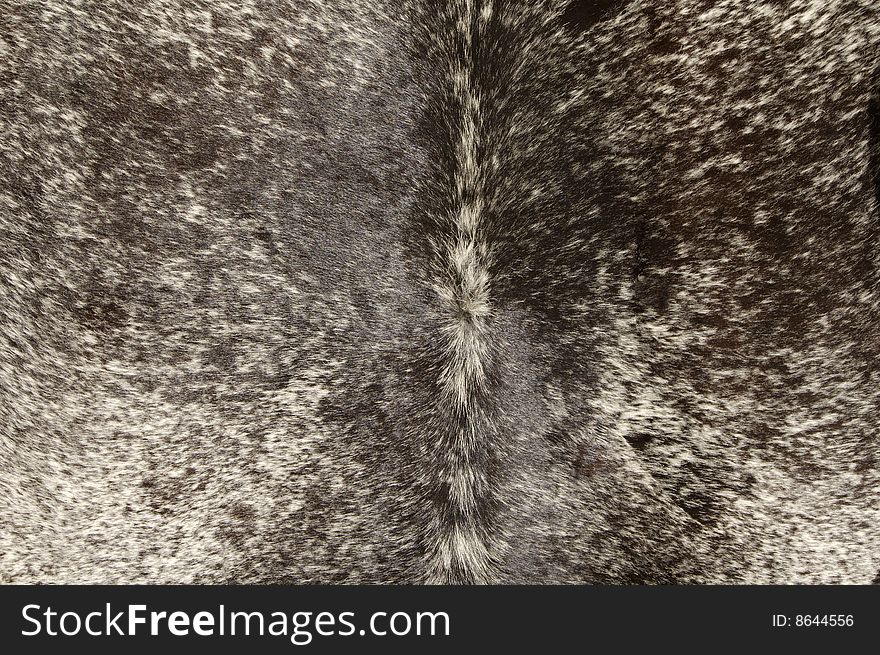 A tanned cowhide on display.