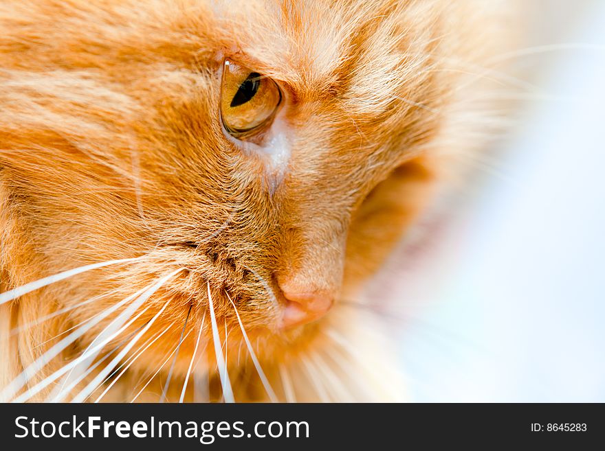 Red cat head, shot closeup