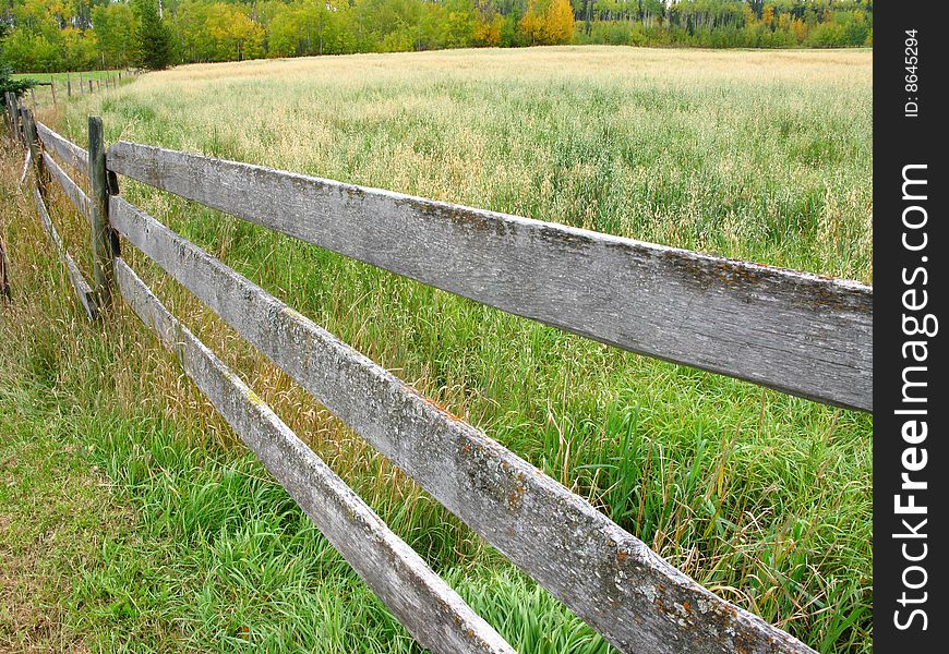 A wooden fence borders a field of oats. A wooden fence borders a field of oats