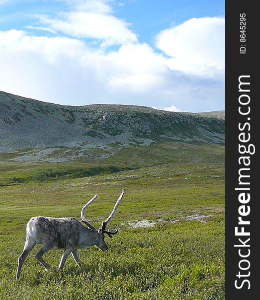 A reindeer walking on a mountain top with cloudy sky.