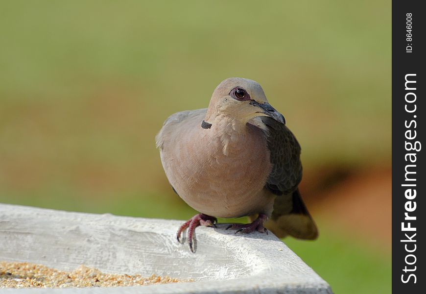 Red eyed dove feeding on some seeds from
a bird feeder