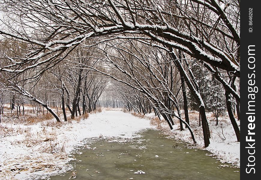 Snow-covered shore of stream, and trees. Snow-covered shore of stream, and trees
