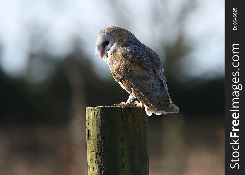 A British Barn Owl resting on a tree stump