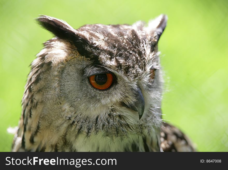 Portrait of an African male Eagle Owl