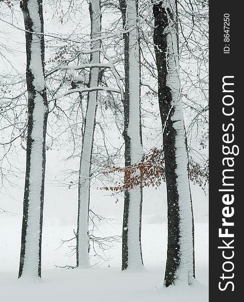 Trees in a park in winter during snowfall. Trees in a park in winter during snowfall