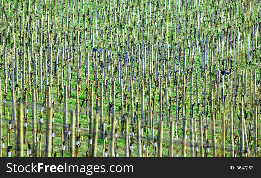 Vineyard field in early spring in Germany. Vineyard field in early spring in Germany