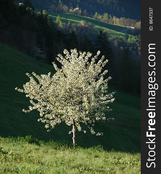 Blossoming cherry tree in spring in the Alps