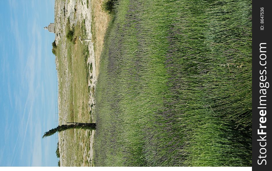 Windswept lavender in Les Baux de Provence