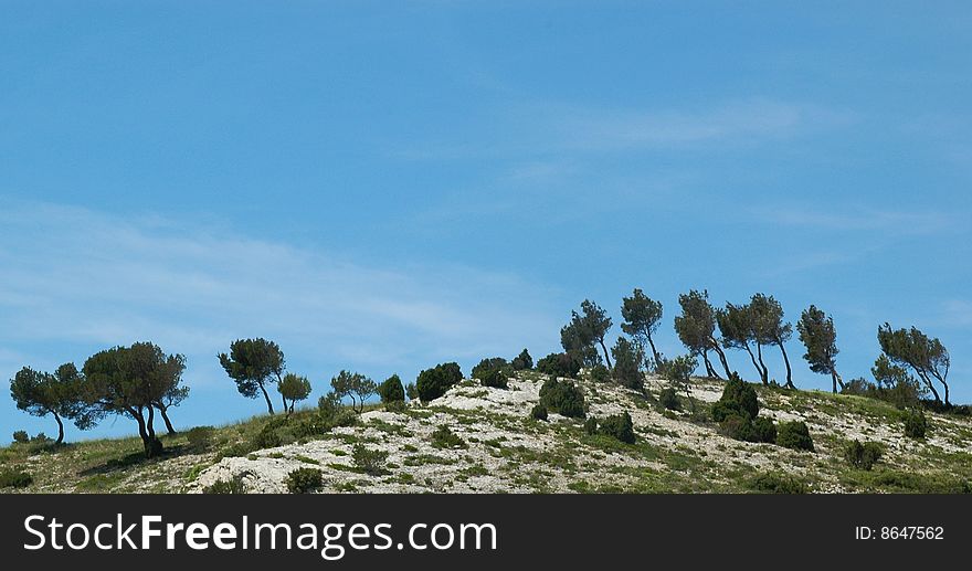 Windswept trees on a hill