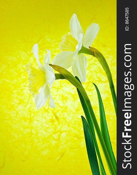 Two White Jonquils On A Yellow Background